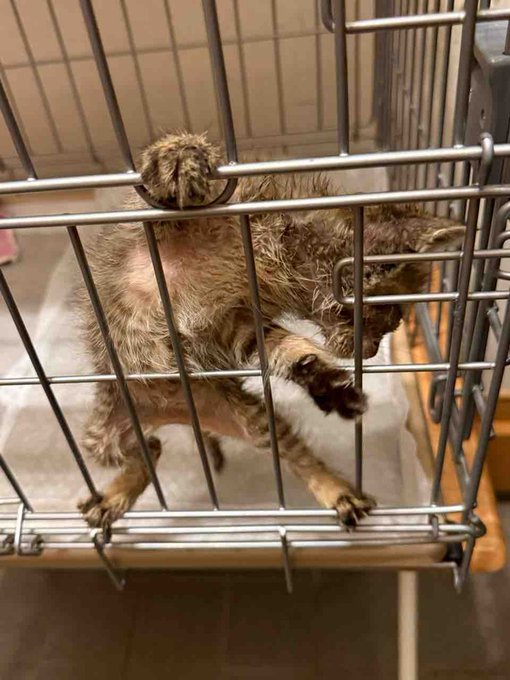 Yomogi climbing the bars of a pet crate with determined energy