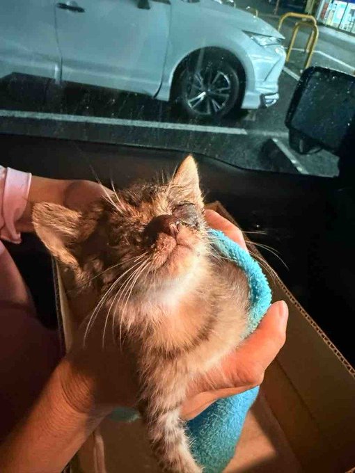 Tiny newly rescued tabby kitten held gently in two hands