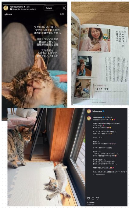 A collage of early Yomogi photos and Japanese magazine coverage