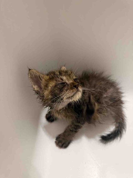 Yomogi the tabby kitten sitting with a scrunched, meme-ready expression