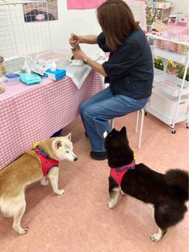 Kabosu Mama tending to Yomogi while two Shiba Inu dogs watch from the floor